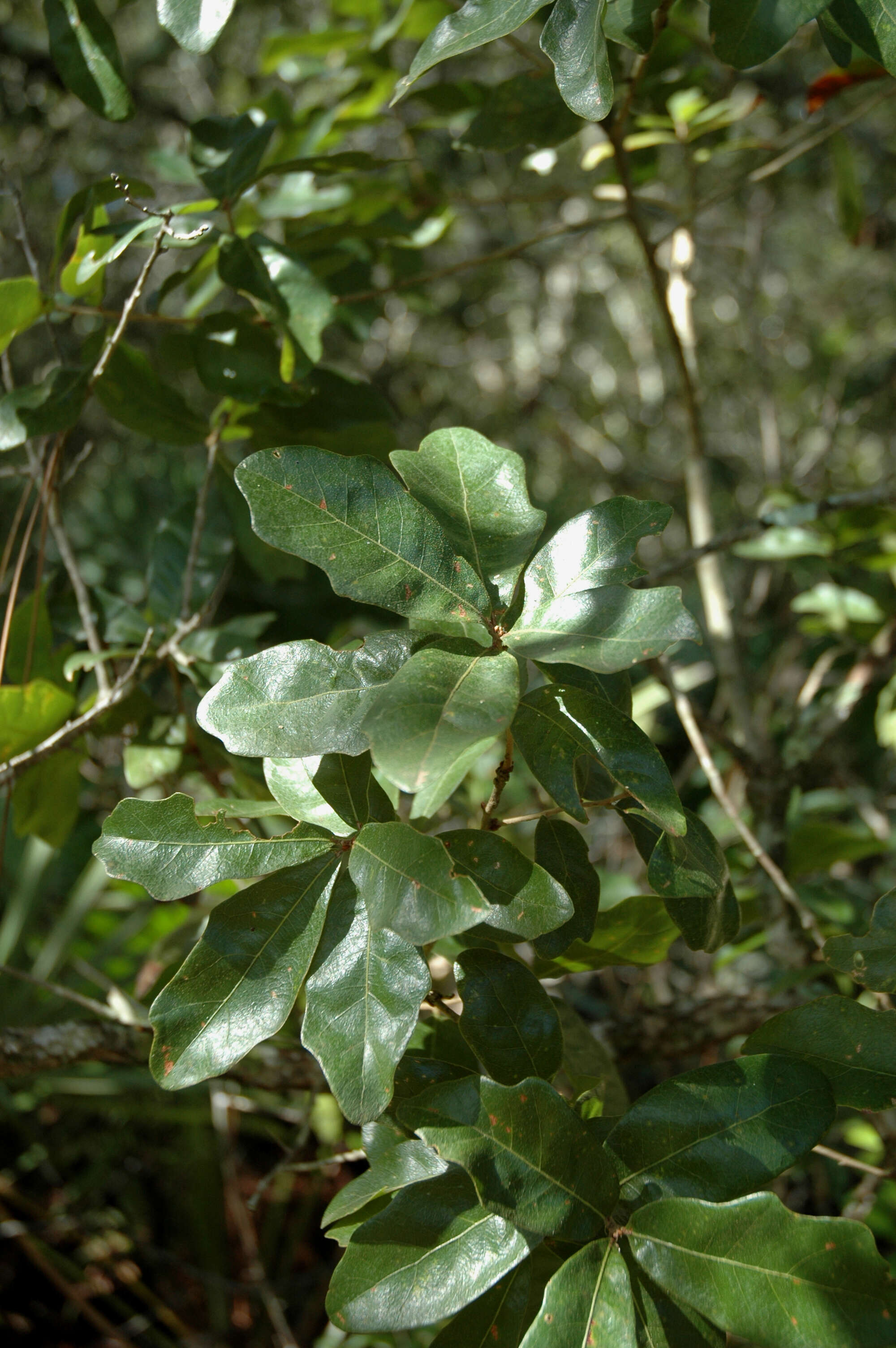 Image of Chapman Oak