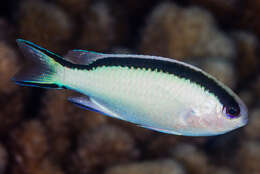 Image of Pomachromis