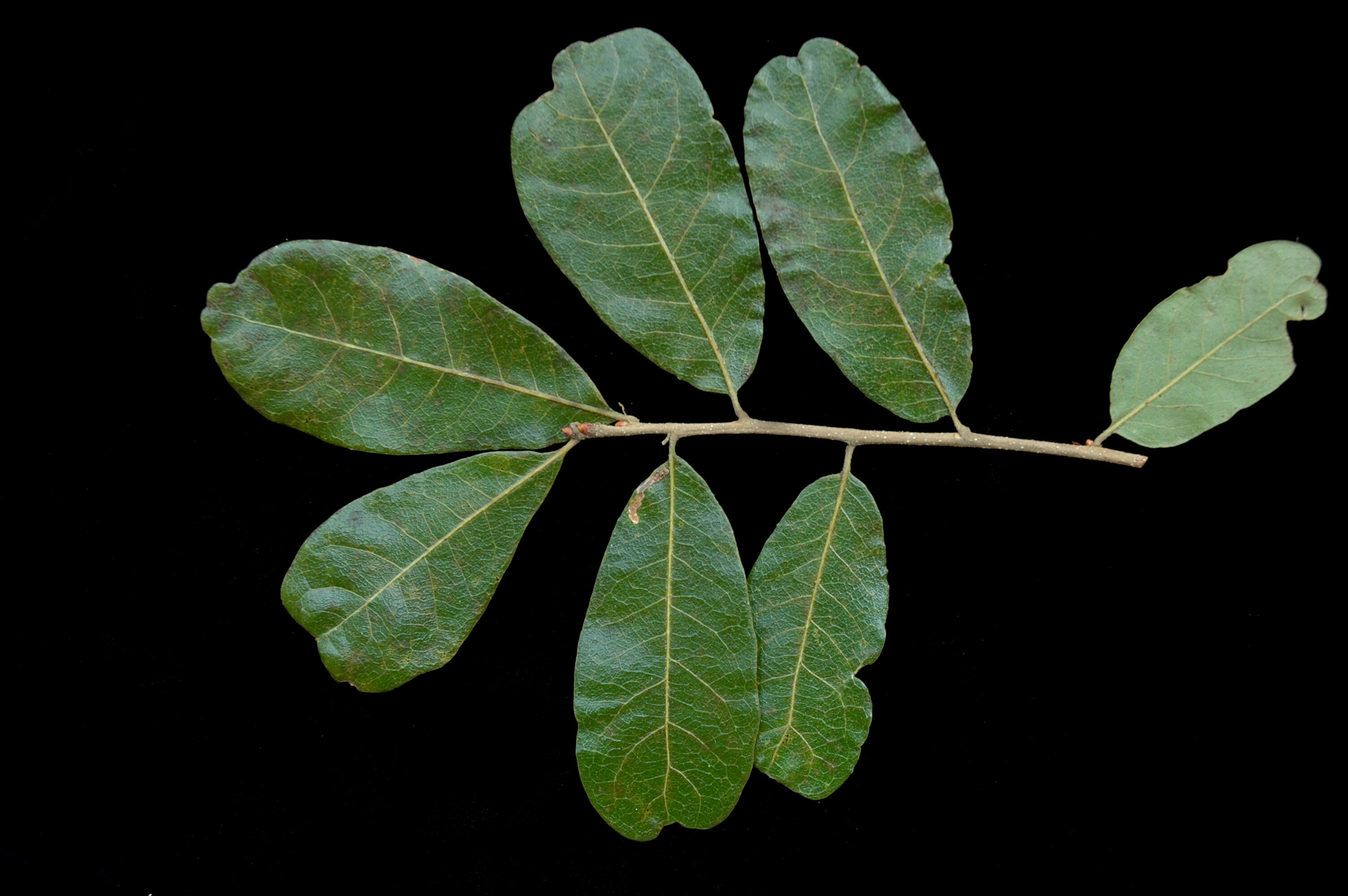 Image of Chapman Oak