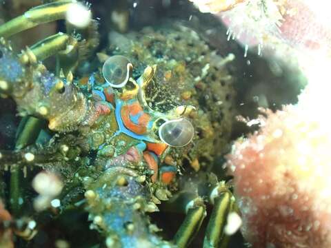 Image of Scalloped Spiny Lobster