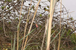 Plancia ëd Passiflora gracilens (A. Gray) Harms