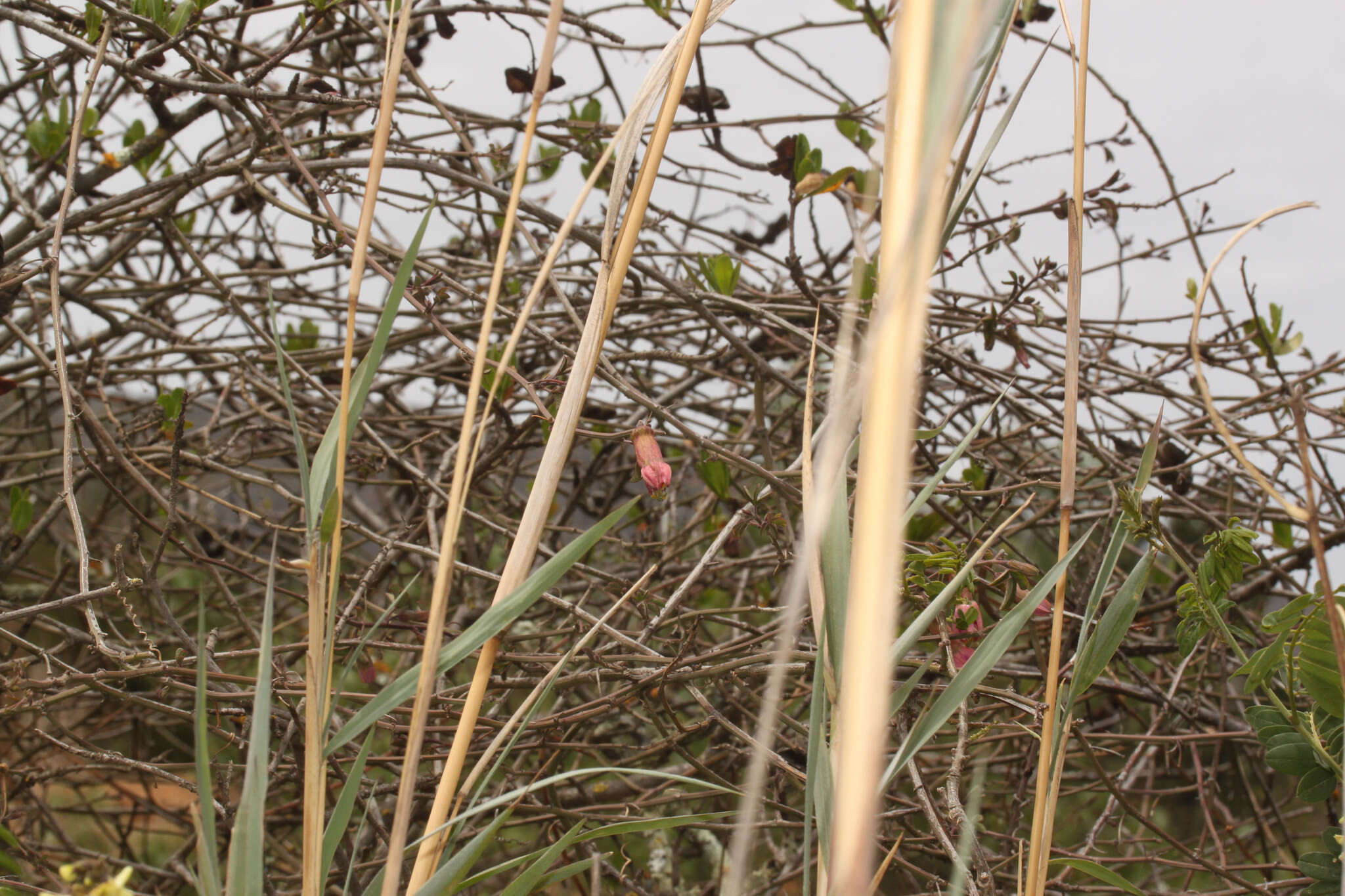 Plancia ëd Passiflora gracilens (A. Gray) Harms