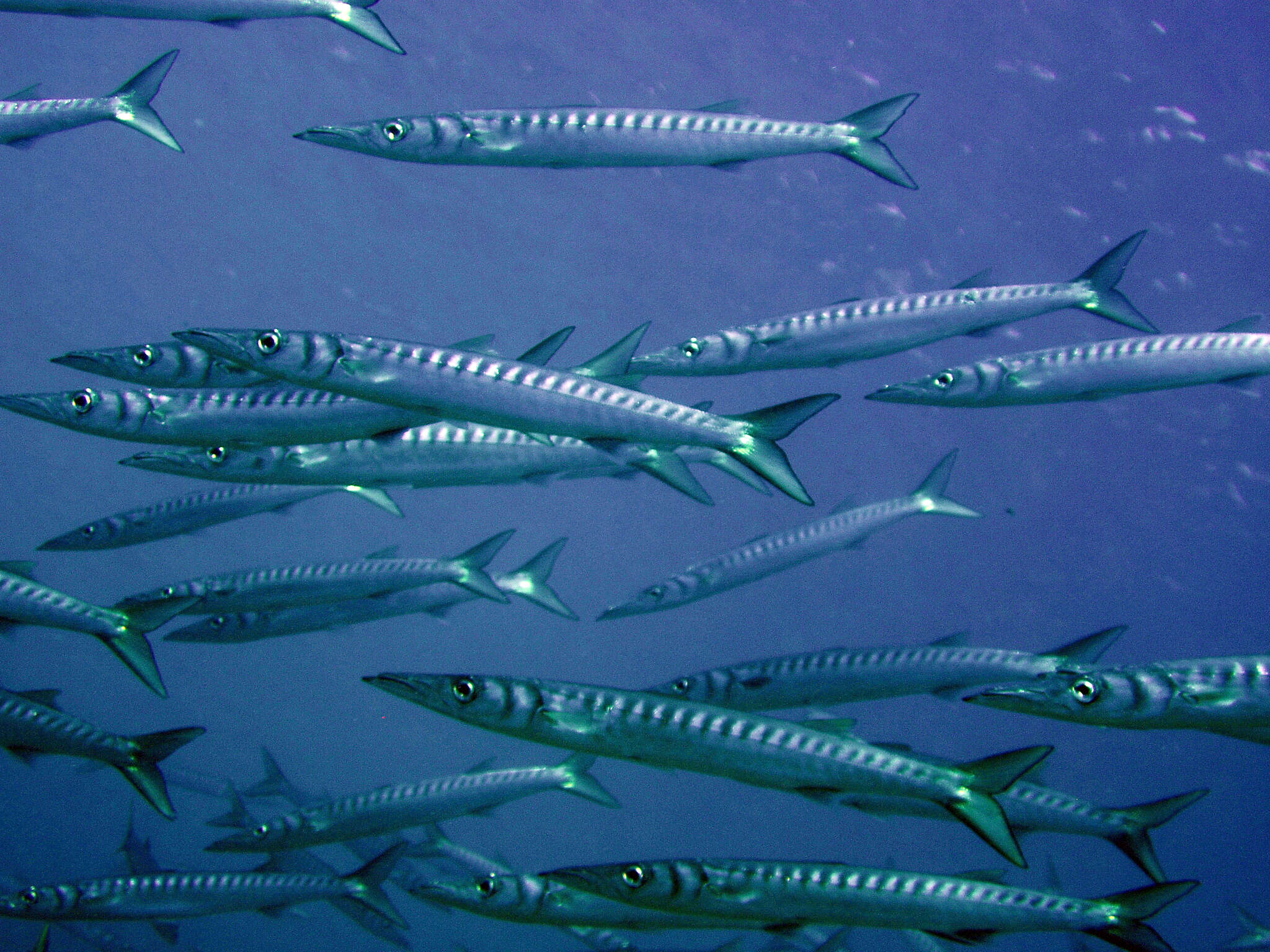 Image of Yellow Barracuda