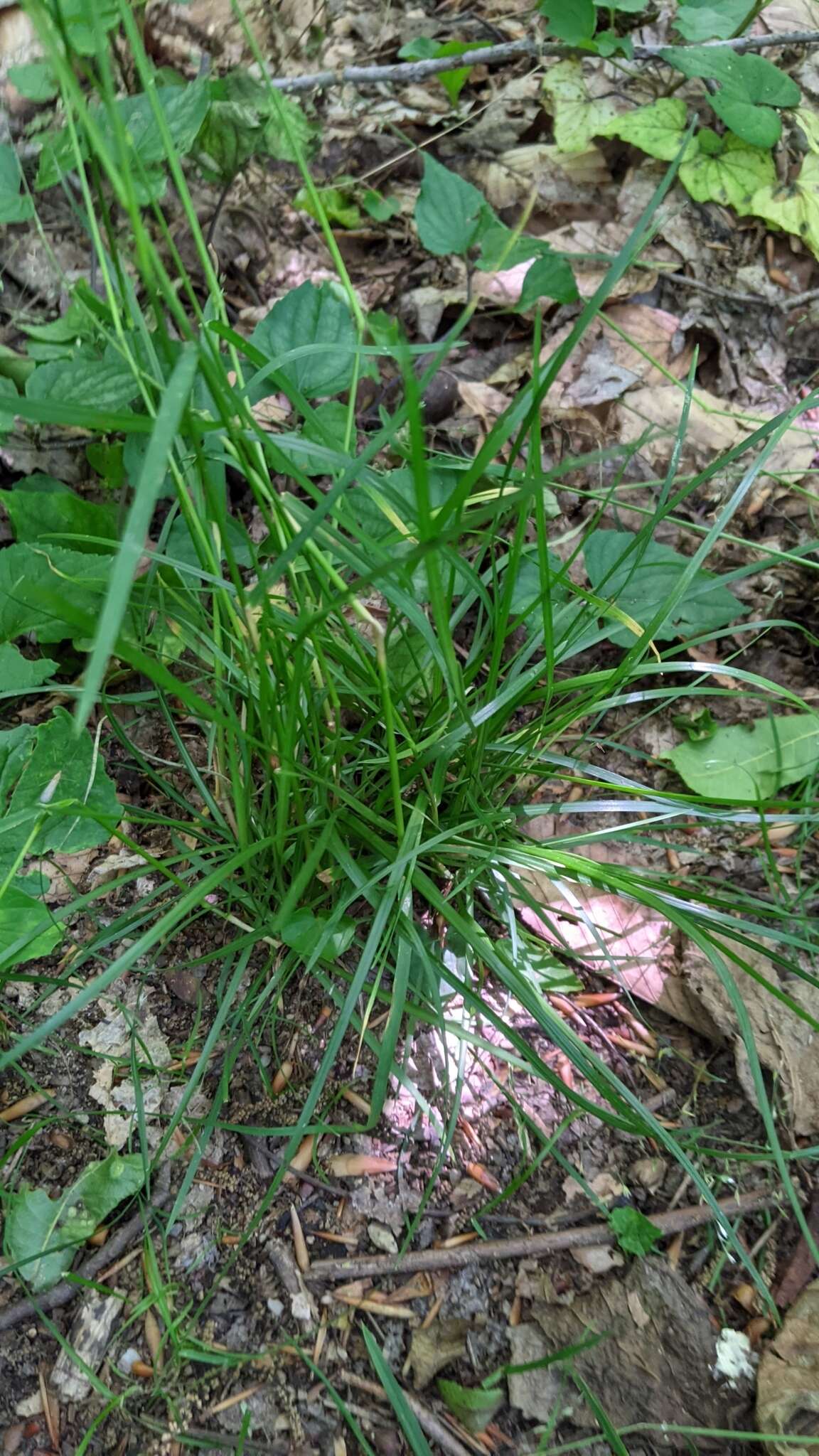 Image of Woodland Blue Grass