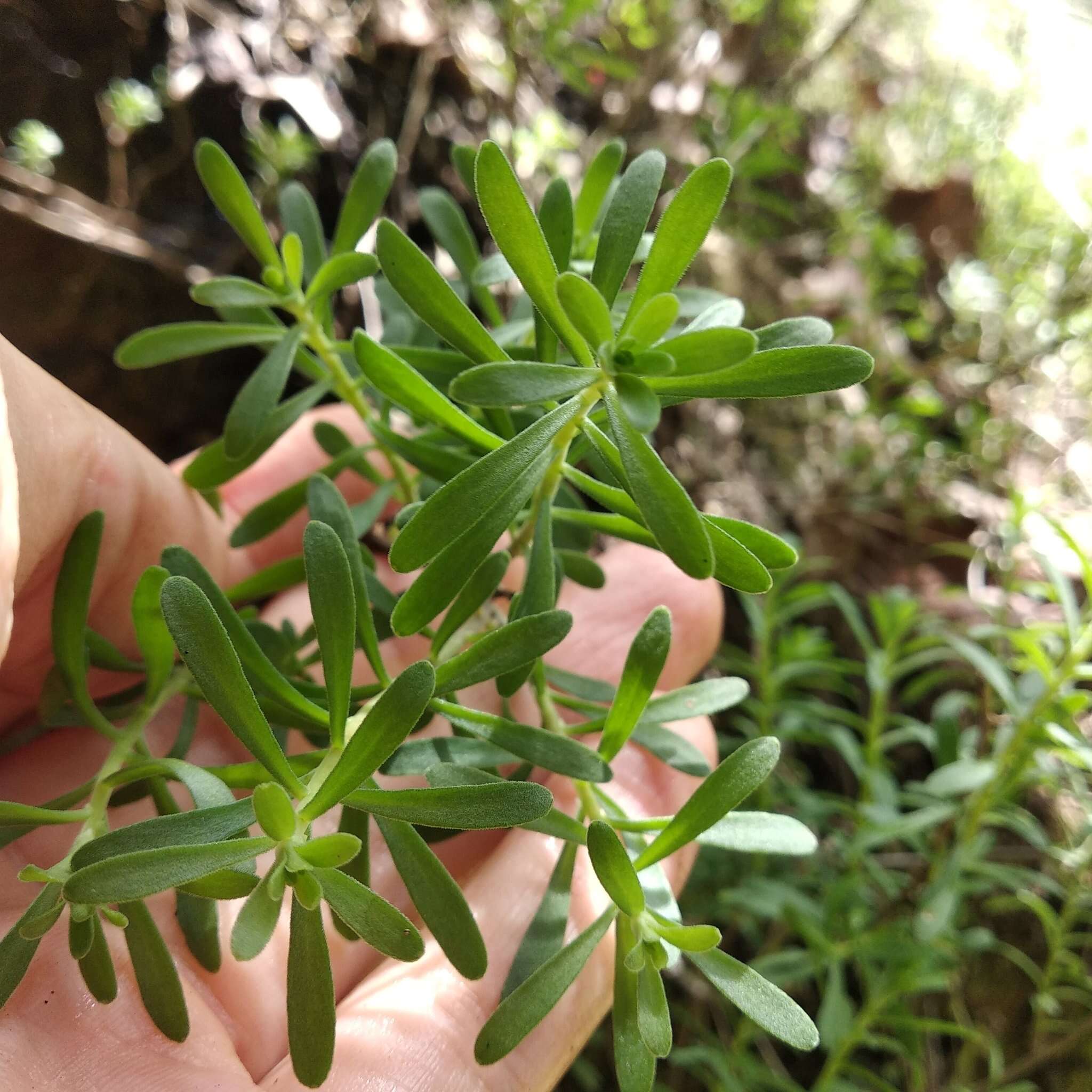 Image of Sedum quevae