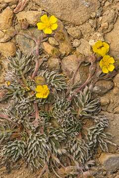 Image de Potentilla morefieldii B. Ertter