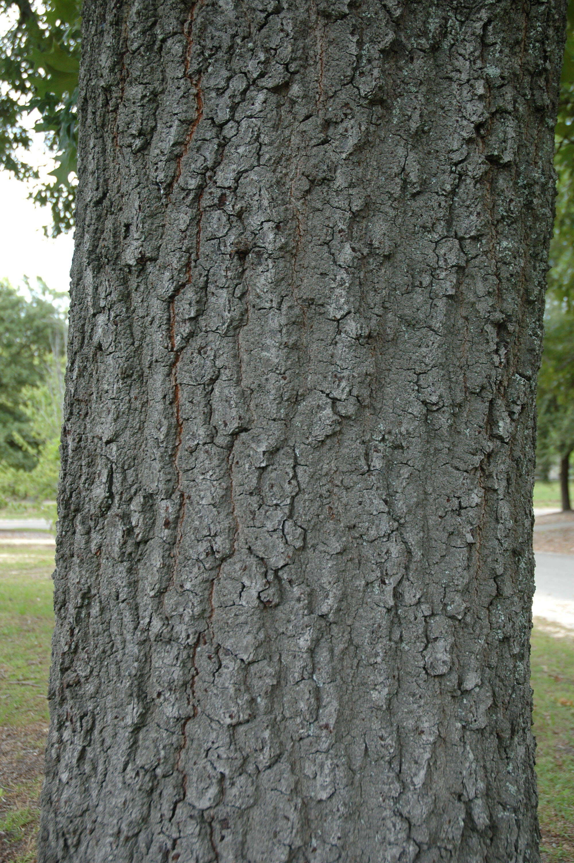 Image of Turkey Oak