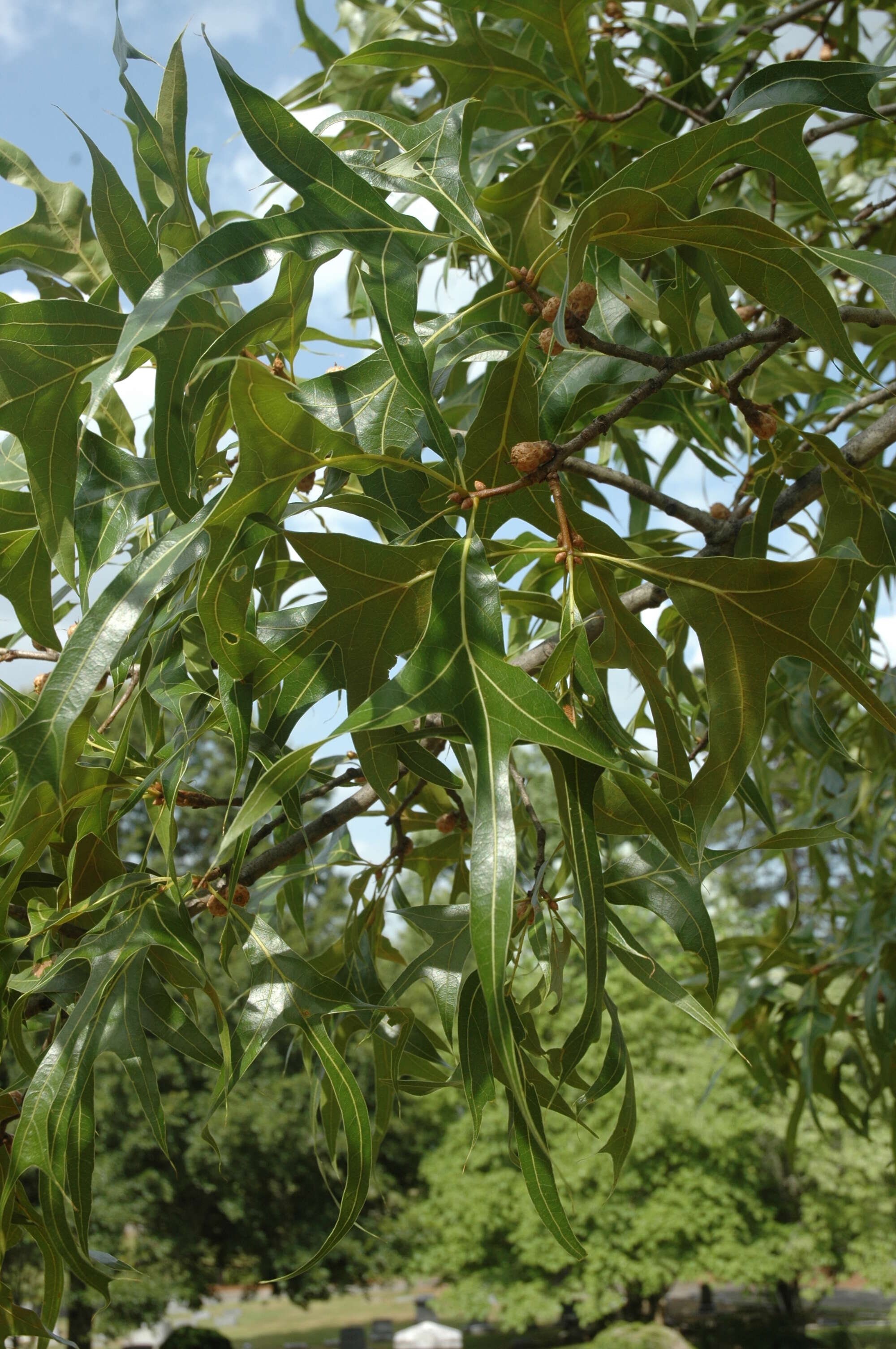 Image of Turkey Oak