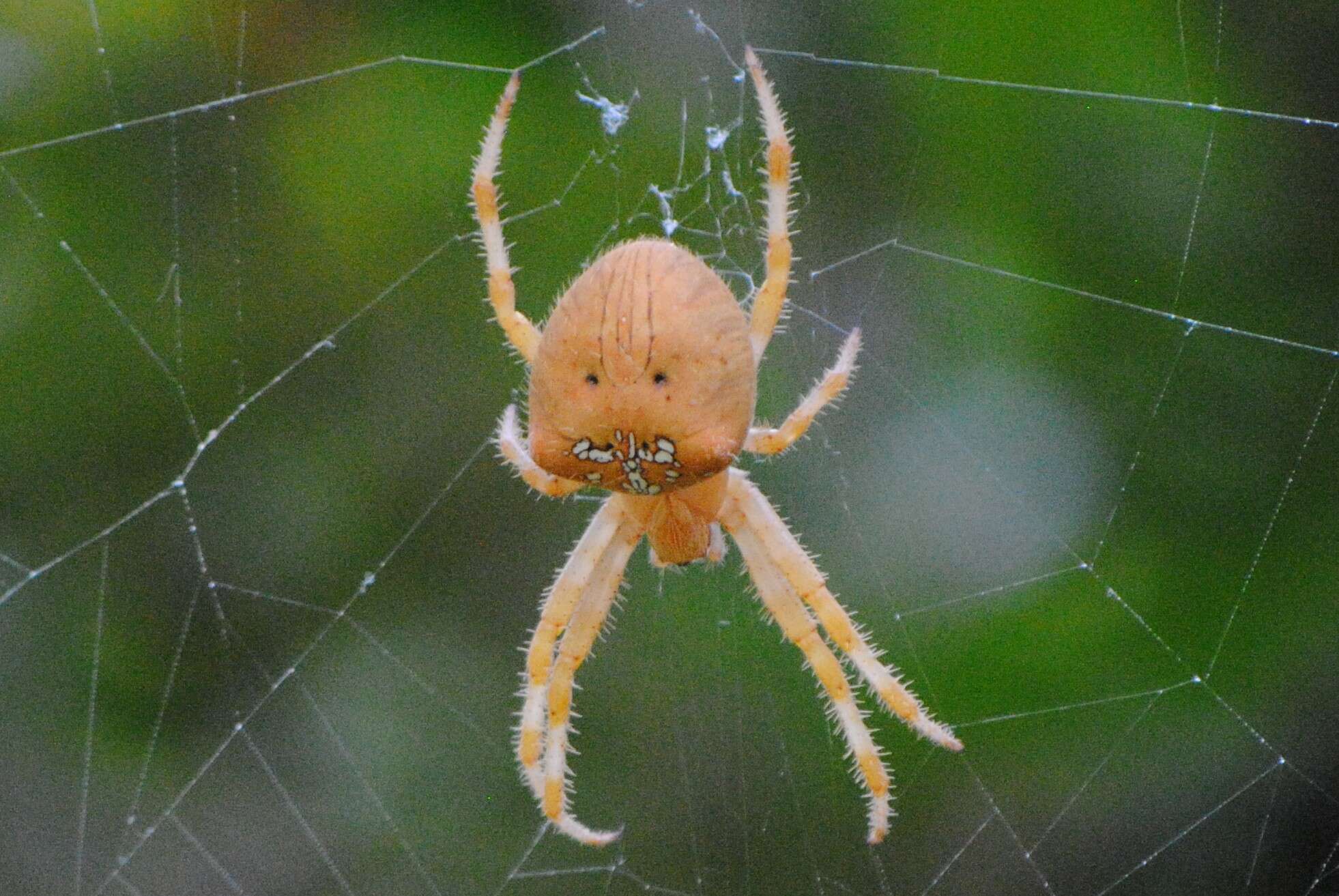 Image of Araneus pallidus (Olivier 1789)