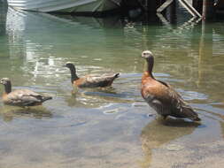 Image of Ashy-headed Goose