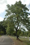 Image of Turkey Oak