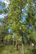 Image of Turkey Oak