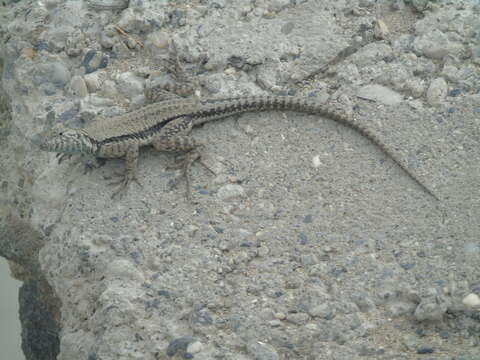 Image of Atacamen Pacific Iguana