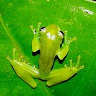 Image of Dwarf Glassfrog