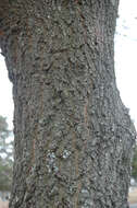 Image of Turkey Oak