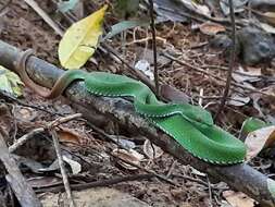 Image of Trimeresurus rubeus (Malhotra, Thorpe, Mrinalini & Stuart 2011)