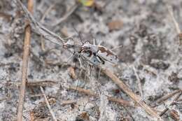 Image of Moustached Tiger Beetle