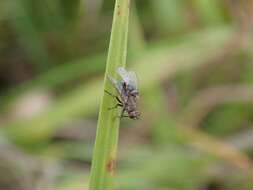 Image de Schoenomyza litorella (Fallen 1823)