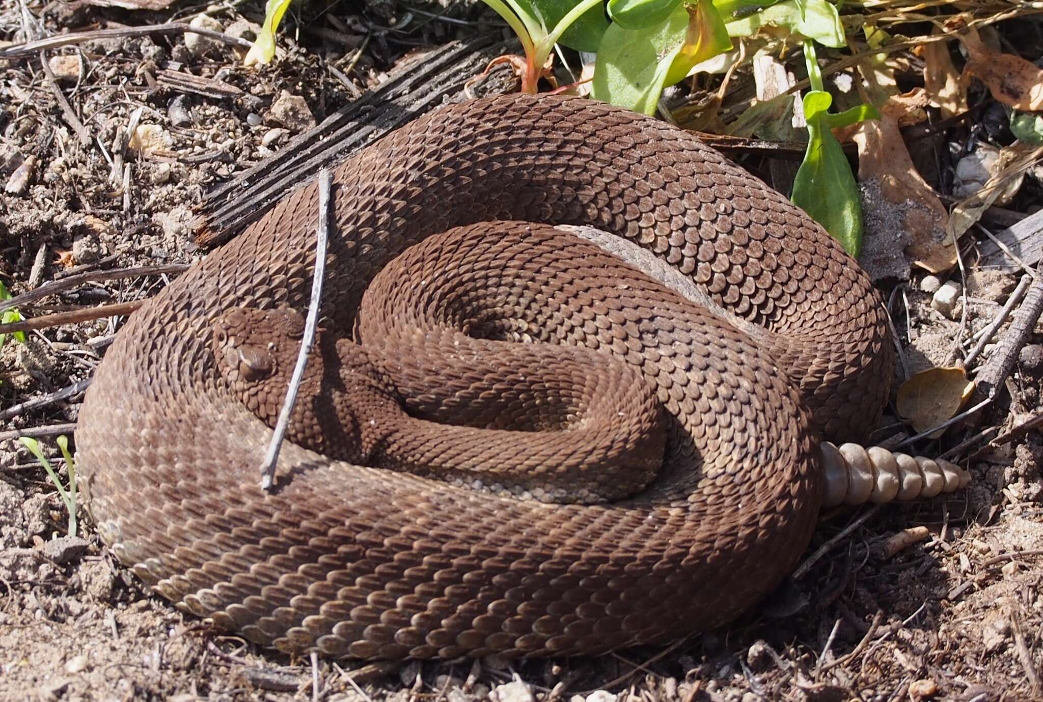 Image of Crotalus oreganus oreganus Holbrook 1840