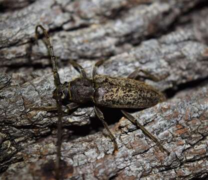 Image of Robust Oak Borer Beetle