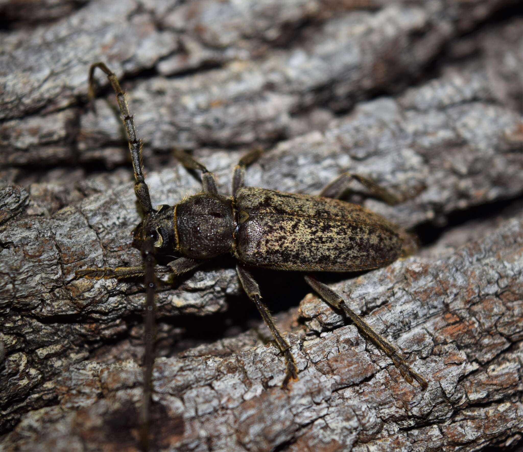 Image of Enaphalodes atomarius (Drury 1773)