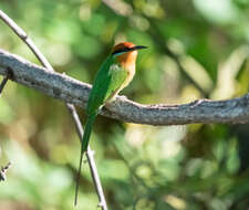 Image of Böhm's Bee-eater