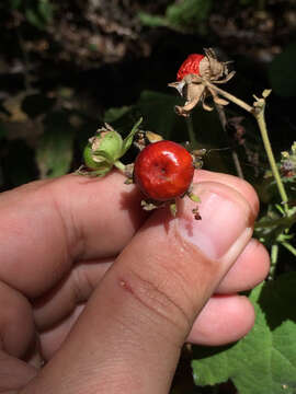 Image of wax mallow