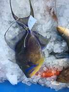 Image of Triggerfish