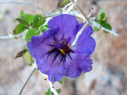 Plancia ëd Ruellia californica subsp. peninsularis (Rose) T. F. Daniel