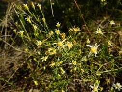 Image of Gutierrezia gilliesii Griseb.