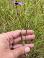 Sisyrinchium hitchcockii Douglass M. Hend.的圖片