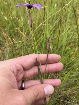 Image of Hitchcock's Blue-Eyed-Grass