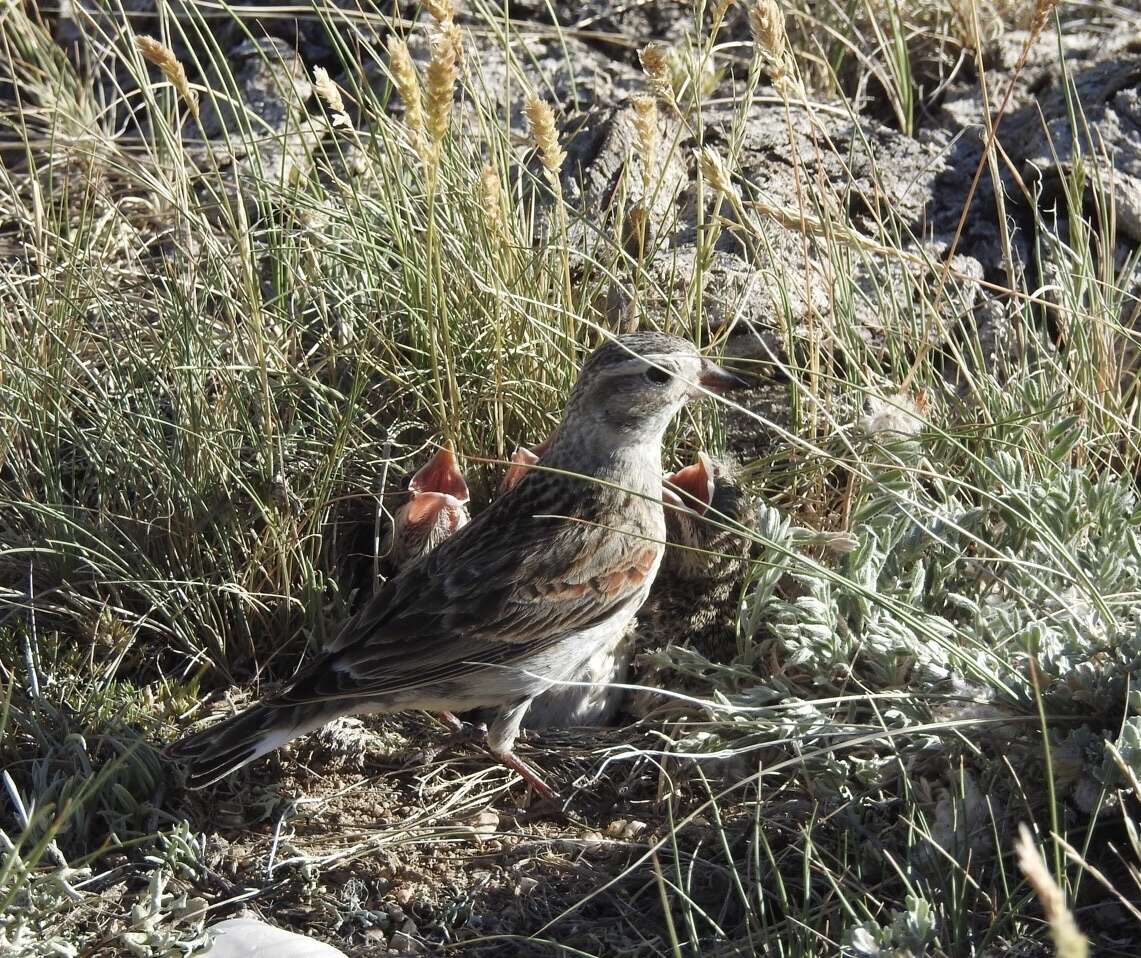 Image of Rhynchophanes Baird & SF 1858