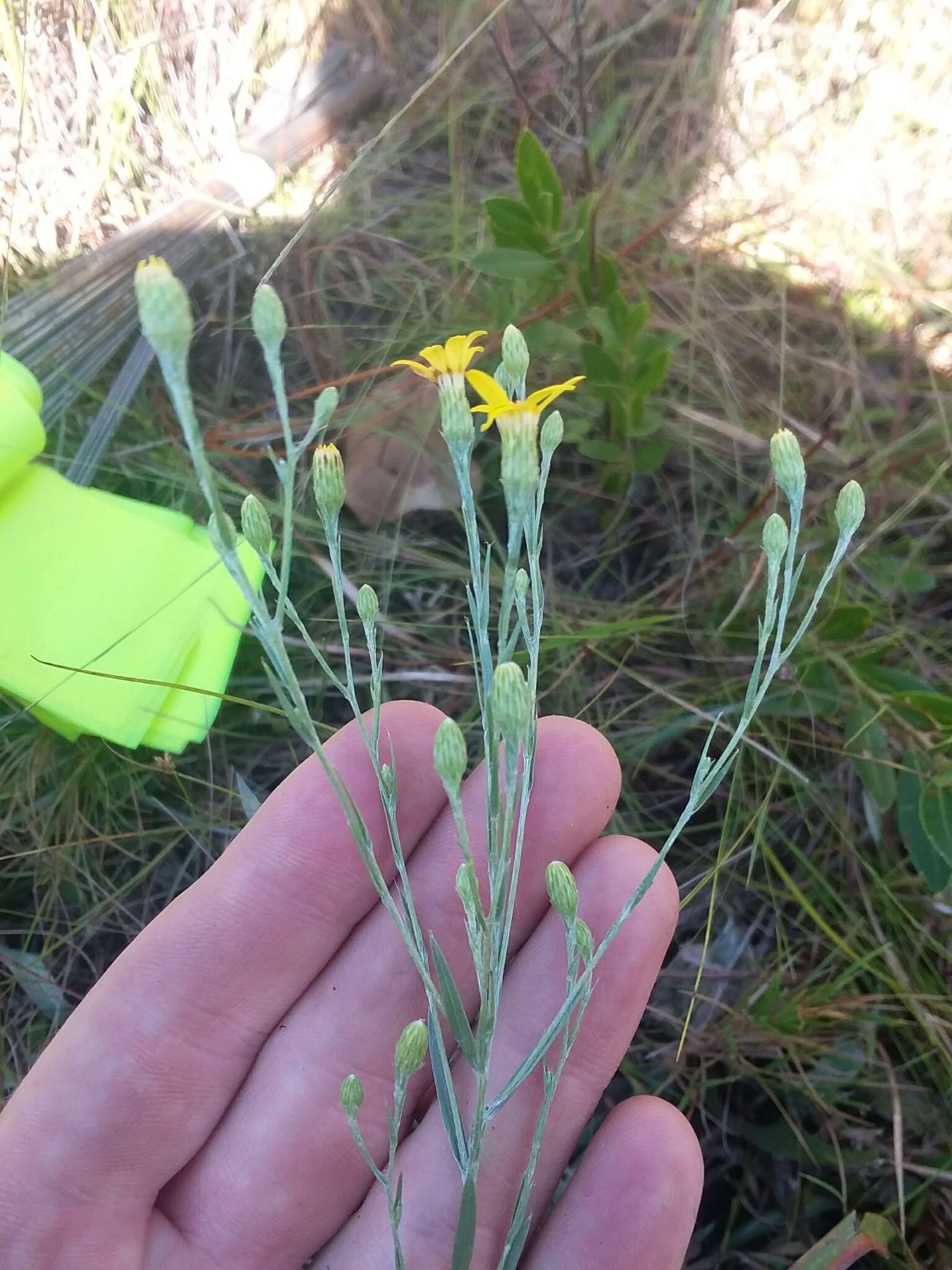 Image de Pityopsis graminifolia (Michx.) Nutt.