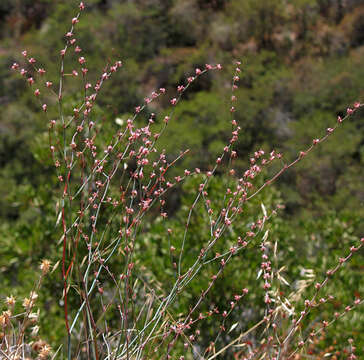 Imagem de Eriogonum cithariforme S. Wats.