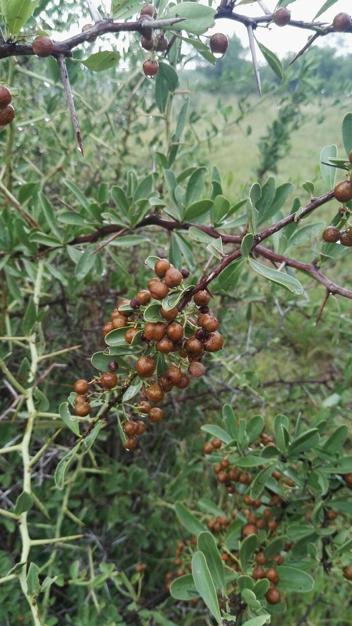 Image of Common Spike Thorn