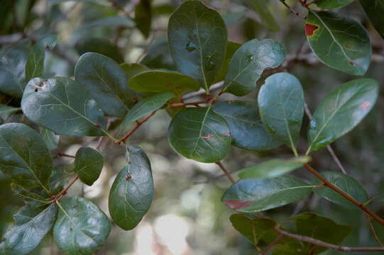 Image of Myrtle Oak