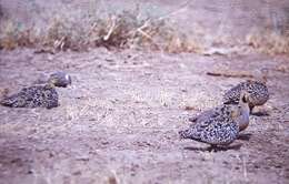 Image of Yellow-throated Sandgrouse