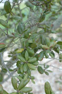 Image of Myrtle Oak