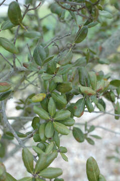 Image of Myrtle Oak