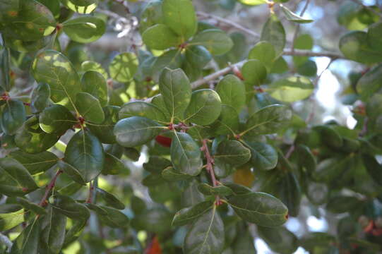 Image of Myrtle Oak