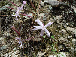 Image of Silene fortunei Vis.