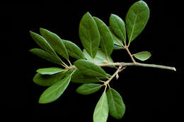 Image of Myrtle Oak