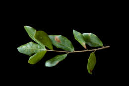 Image of Myrtle Oak