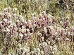 Image of Saltmarsh Salt-Bird's-Beak