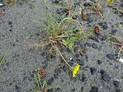 Image of Horned Dandelion