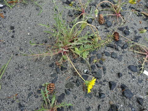 Imagem de Taraxacum ceratophorum (Ledeb.) DC.