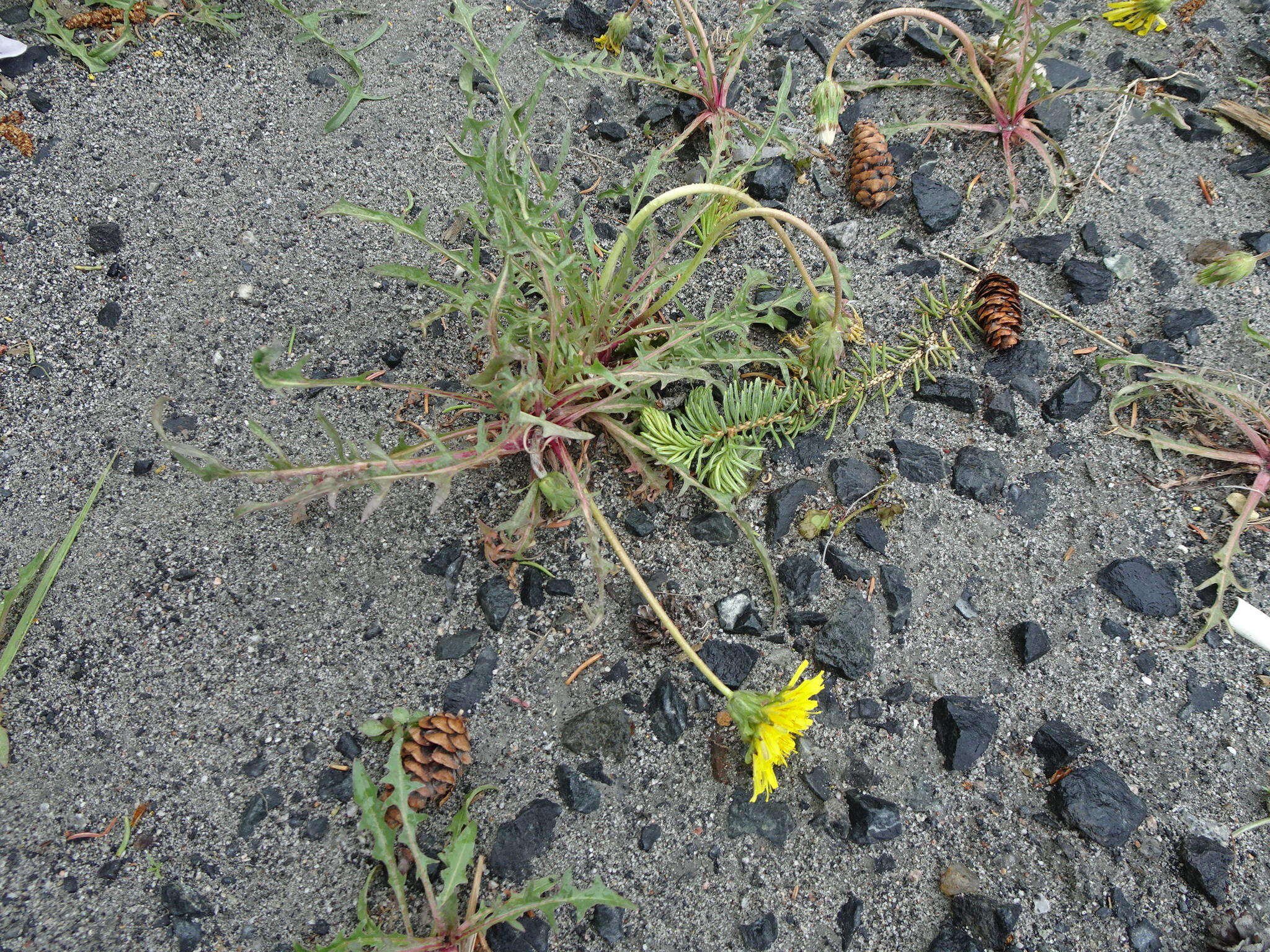 Image of Horned Dandelion