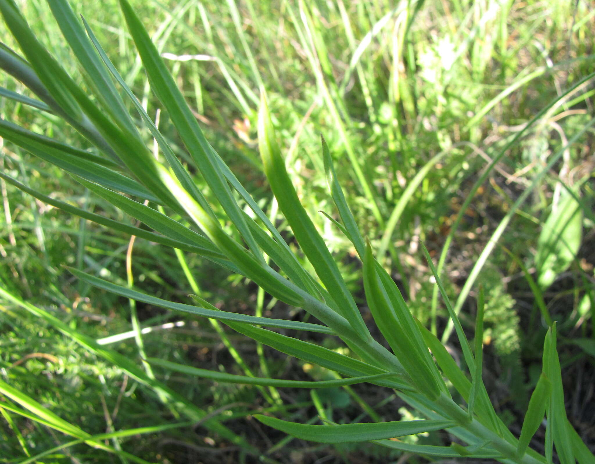 Image of Linaria biebersteinii Besser