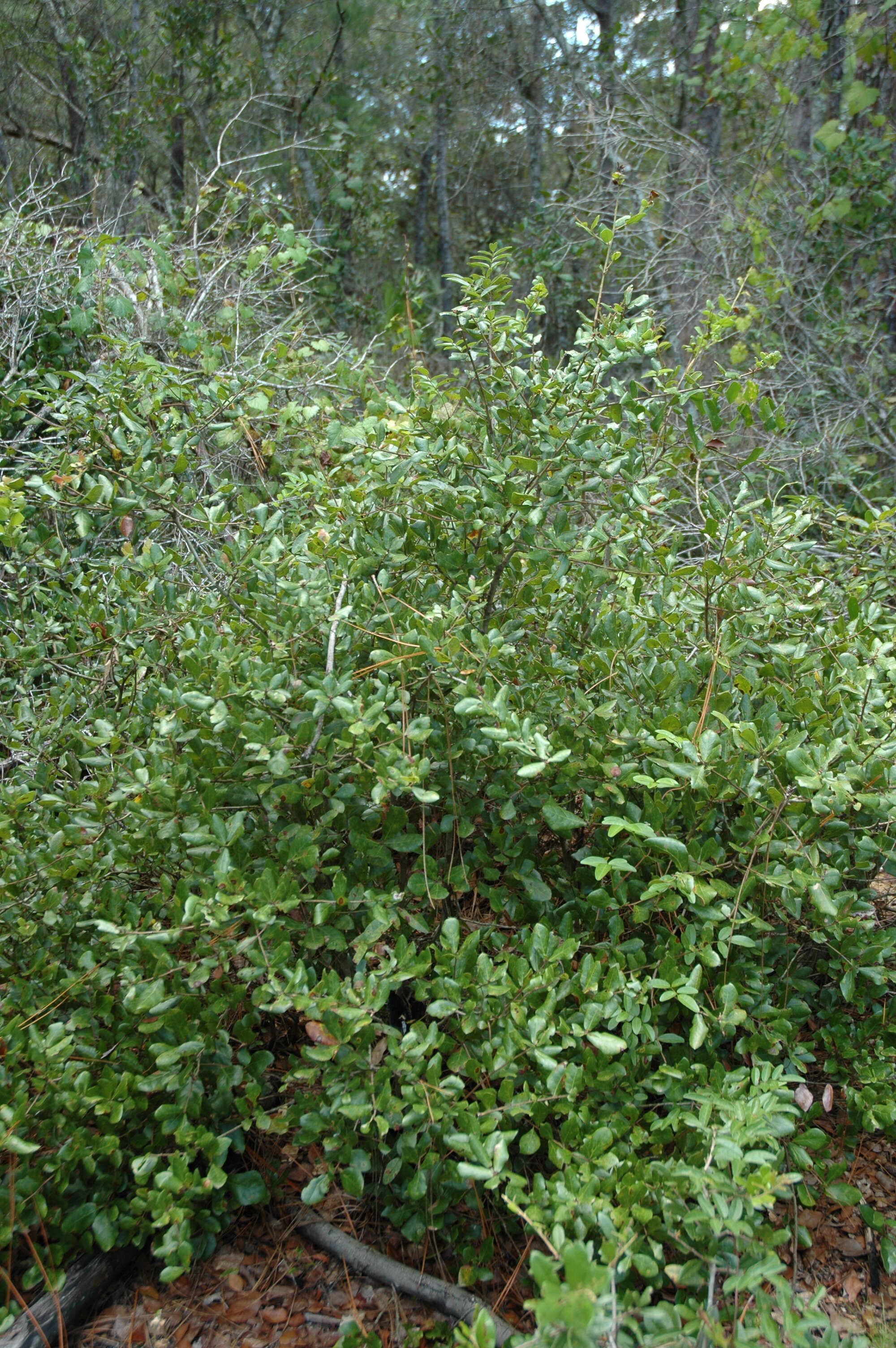 Image of Myrtle Oak